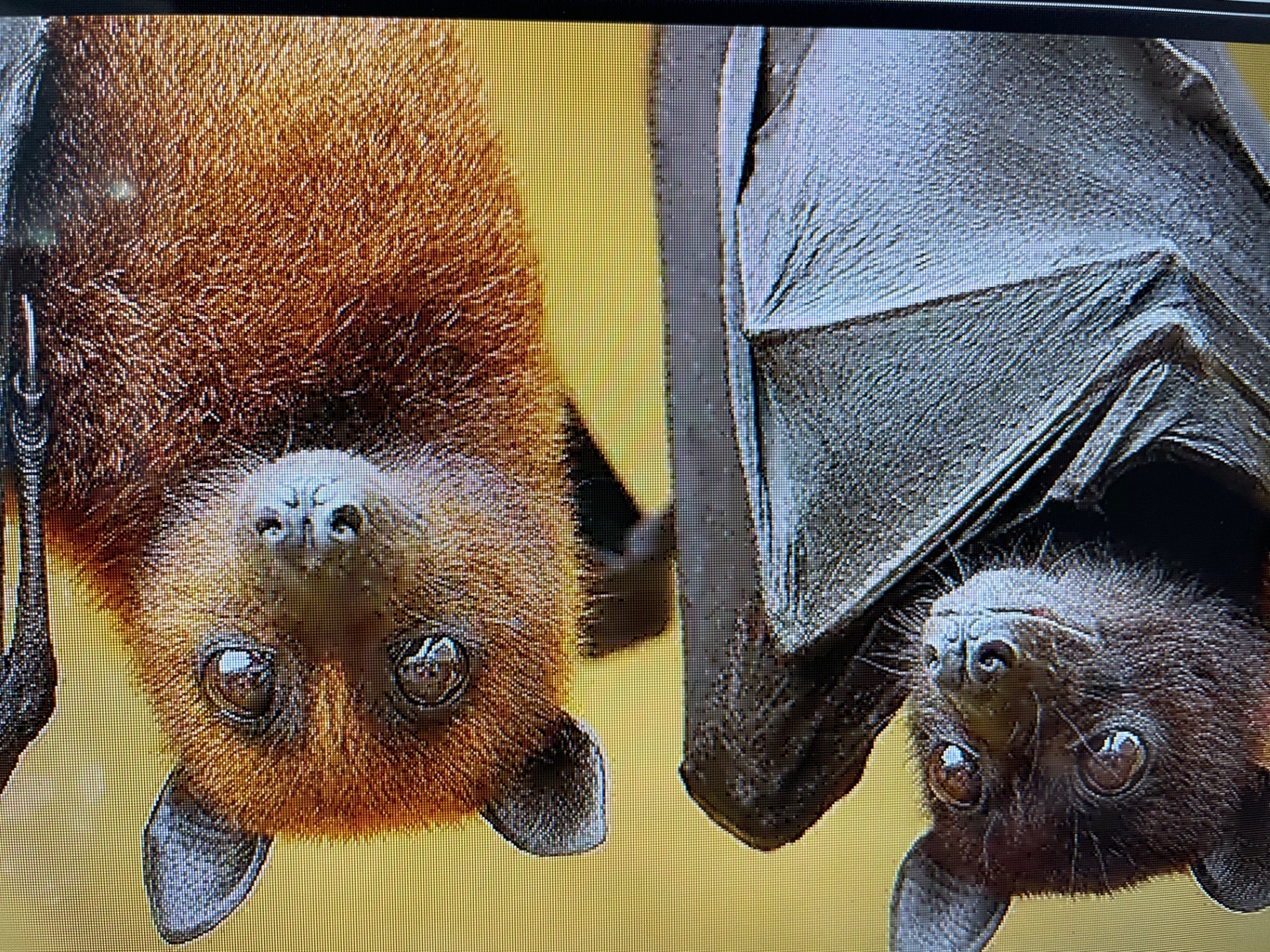 Alachua County Today Lubee Bat Conservancy Gearing Up For 20th
